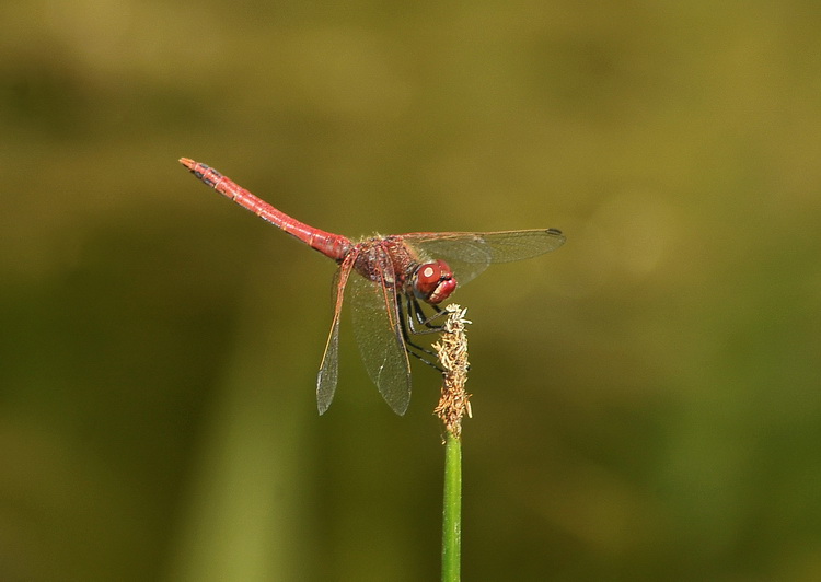 Sympetrum fonscolombii